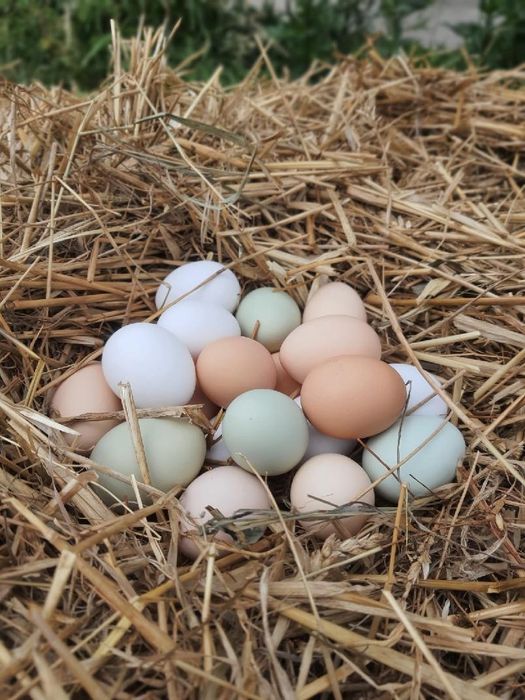 Kolorowe wiejskie jajka z własnej hodowli