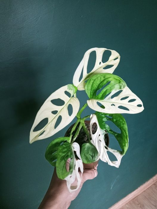 Monstera laniata monkey Variegata tricolor