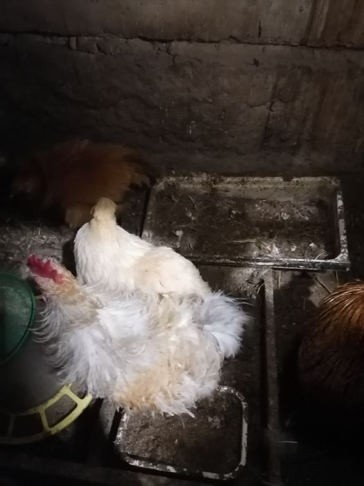 Куры корольки помеси выставочный пород