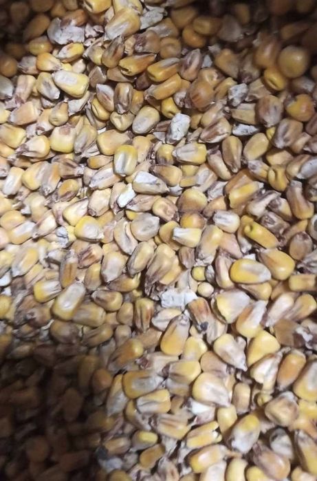 Kukurydza paszowa sucha zbiór 2025