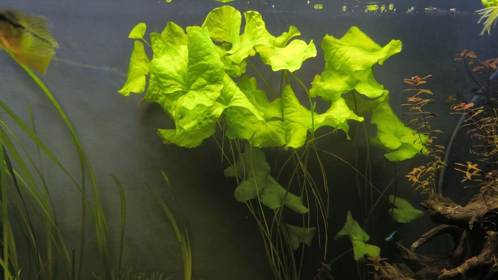 Lotos Taiwan roślina akwariowa