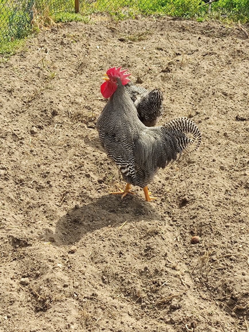 Ovos de Jersey gigante negro