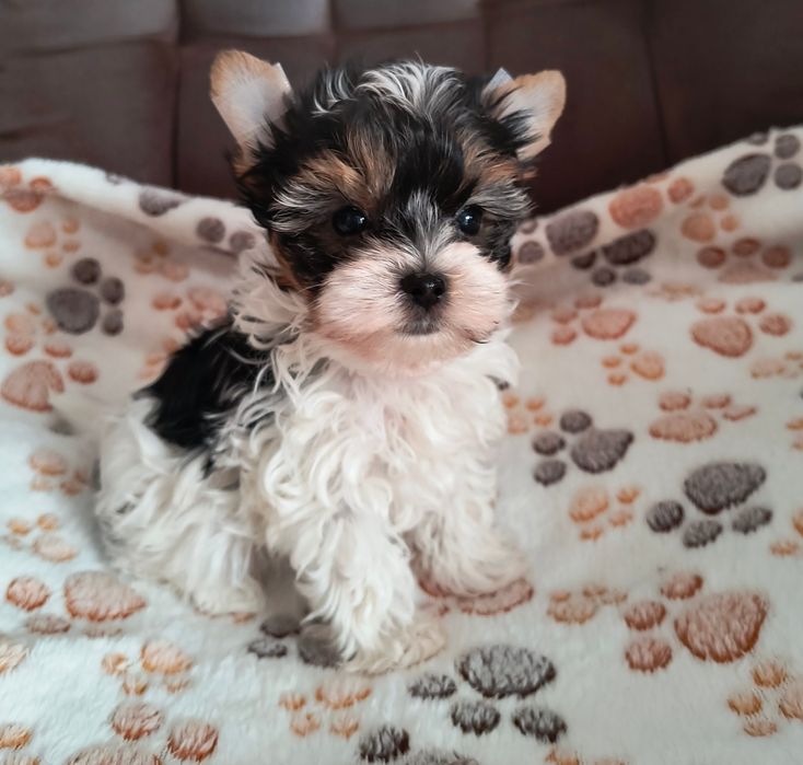 Śliczny malutki piesek Yorkshire Terrier Biewer Tricolor