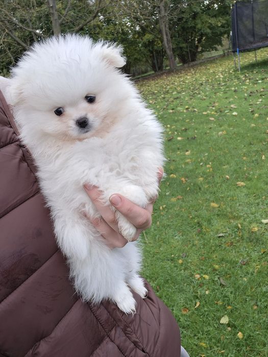 Suczka rasy szpic miniaturowy biały, piesek miś