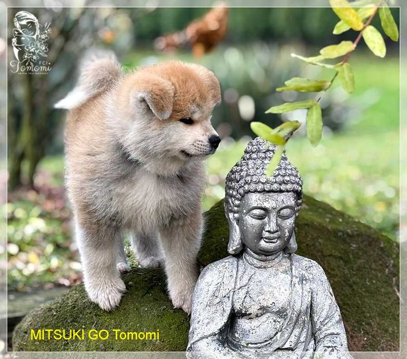 AKITA czerwony szczeniak ZKwP + AKIHO