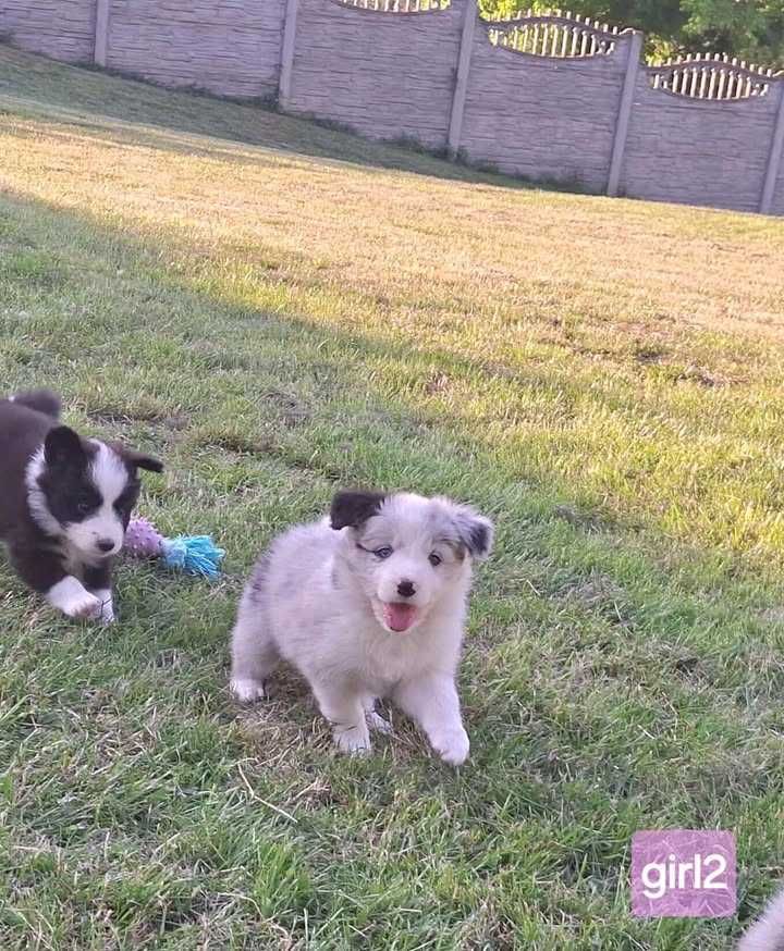 Border collie suczka po Championach ZKwP/FCI