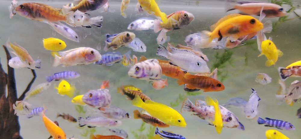 PYSZCZAKI - pyszczaki Malawi - Bydgoszcz