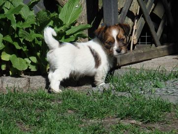 Jack Russell Terrier szorstkowłosy piesek #MATRIX Smartie Jacks# MALE