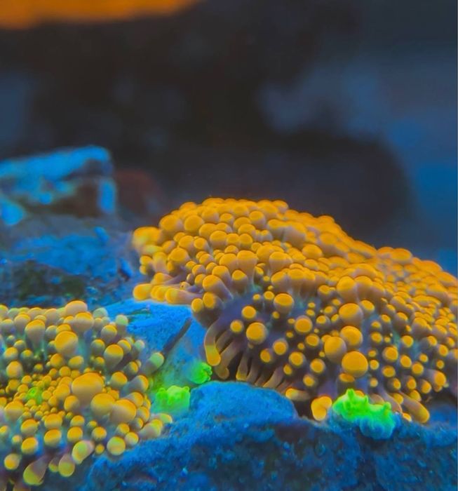Miękkie koralowce discosoma i ricordea
