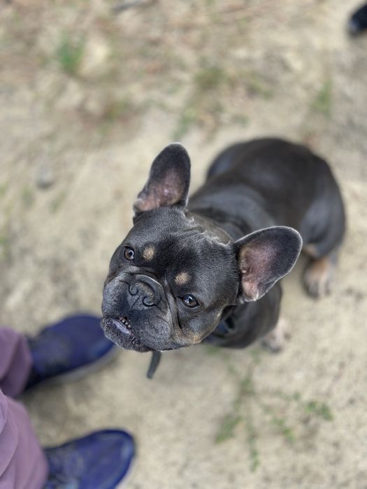 Французький бульдог вязка