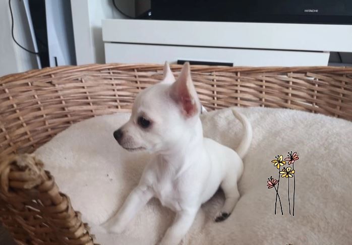 Мальчики чихуахуа. Белые щенки