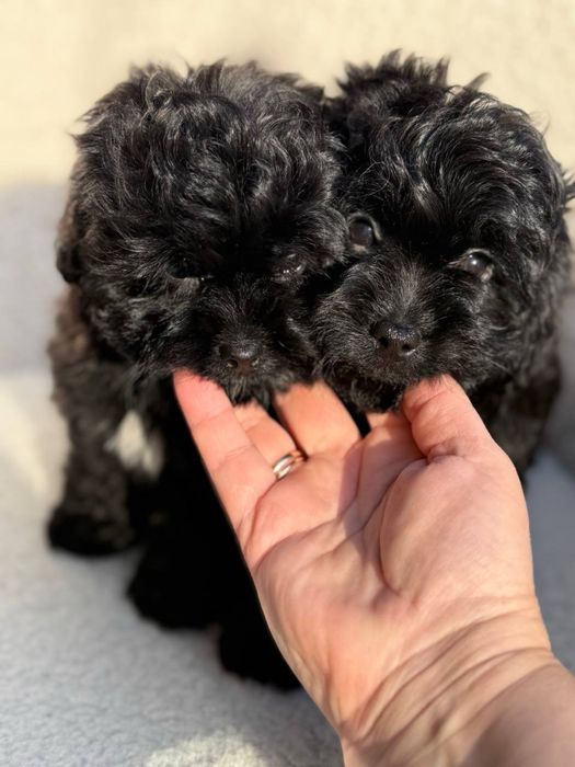 Мальтипу цуценятка