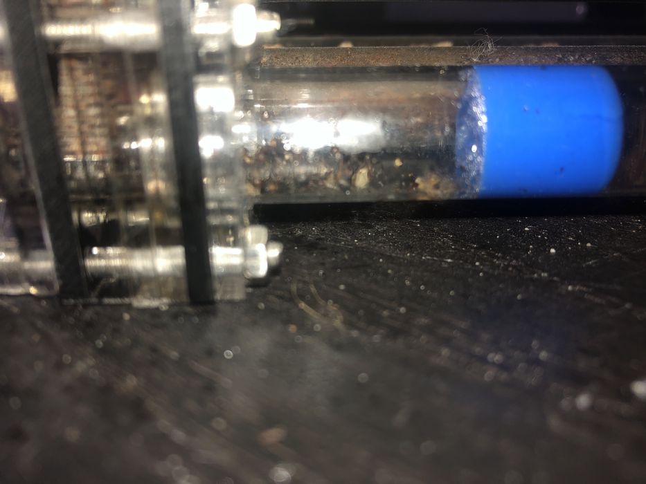 2 królowe canponotus nicobarencis czytac opis