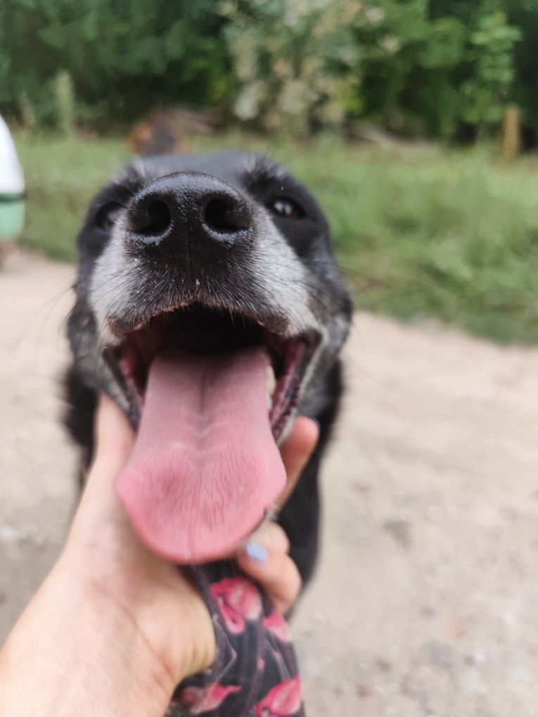 Proludzki, 4letni Juniorek do adopcji!