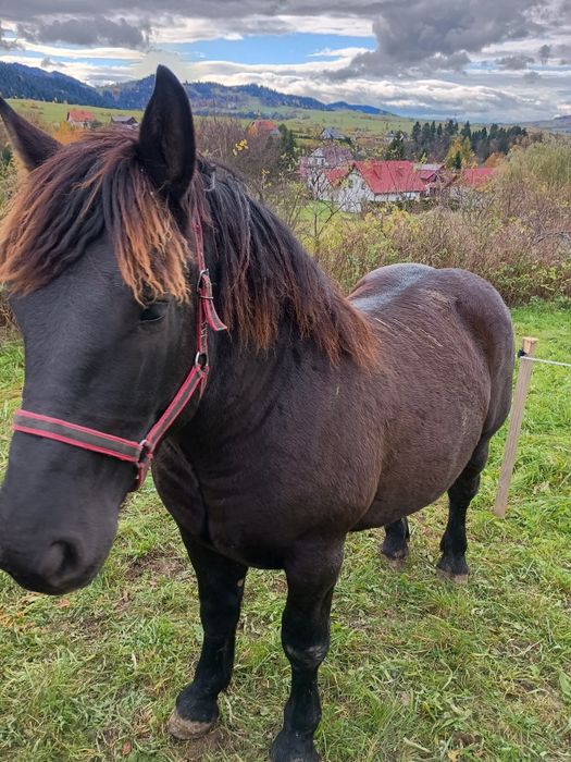 Ogierek Gniady 15 miesięcy