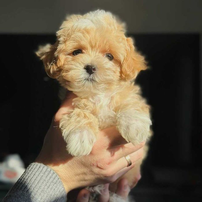 Maltipoo Toy z metryką ZKwP (FCI)