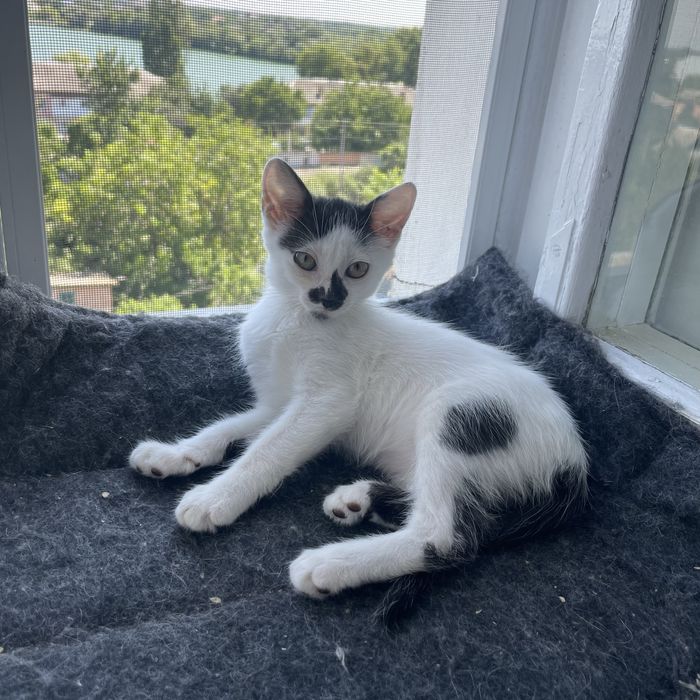 Кошеня Котенок 3 місяці Киев Київ дівчинка