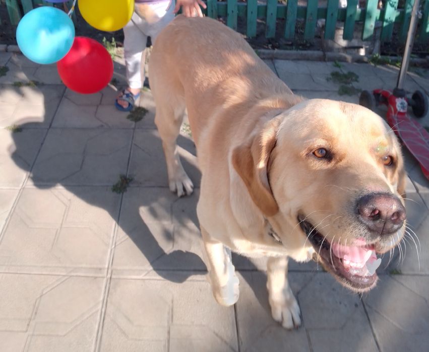 Лабрадор вязка за щенка