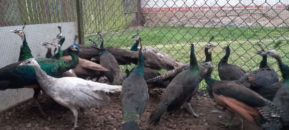 Paw pawie szmaragdowe 2025r