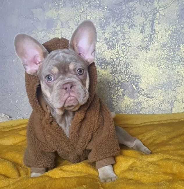 щенки французского бульдога