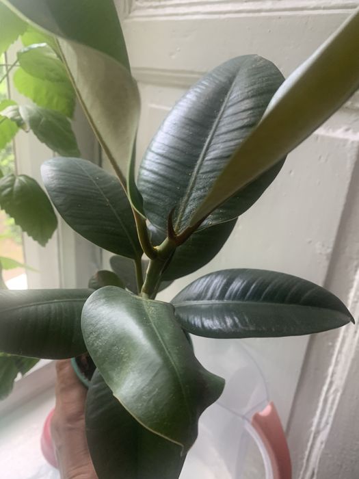 Продам фикус