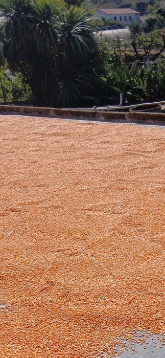 milho belgrano miudo