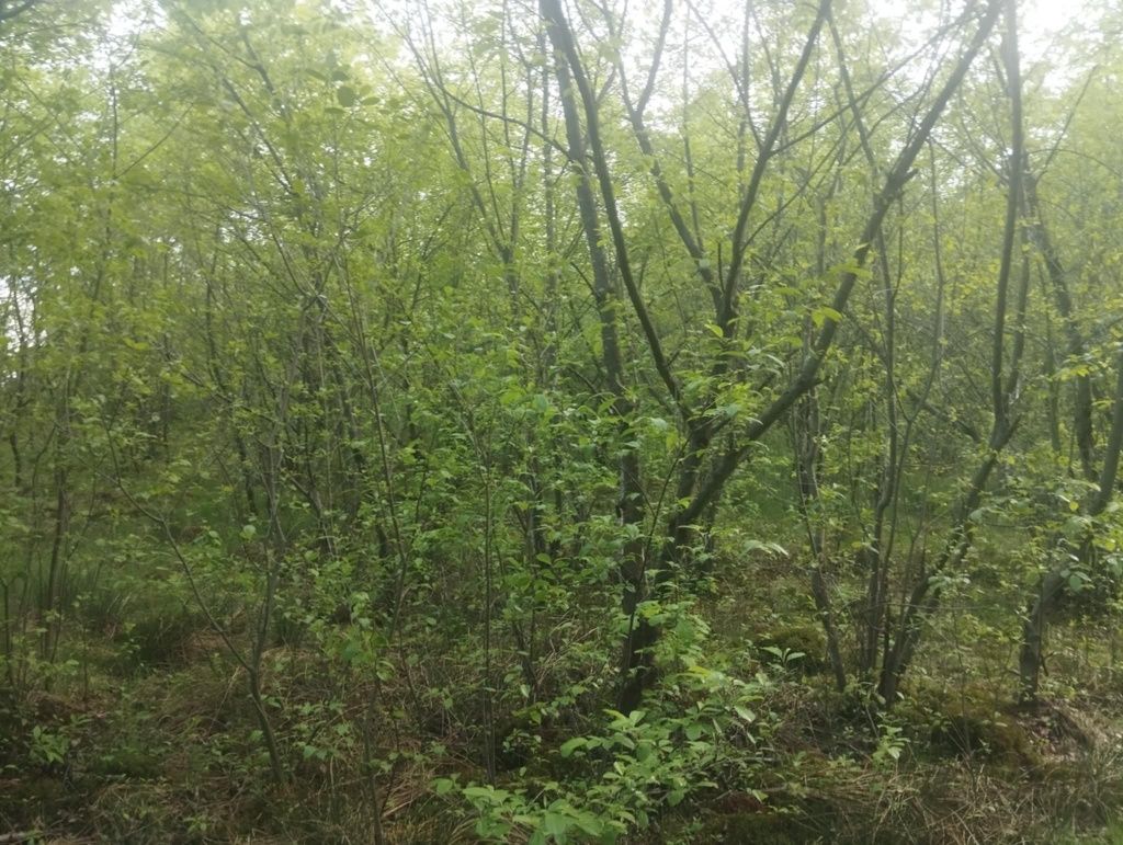 Czyszczenie dzialki/ za drzewo