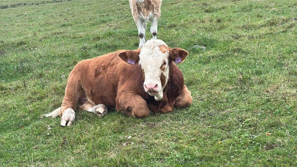 Odsadki mięsne/ mieszance
