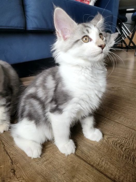Kotek EROS Bagheera Pl Maine Coon