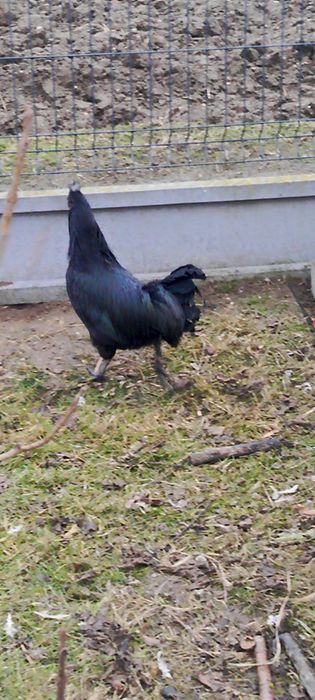 Ayam Cemani - Czarna kura, czarne kości i mięso