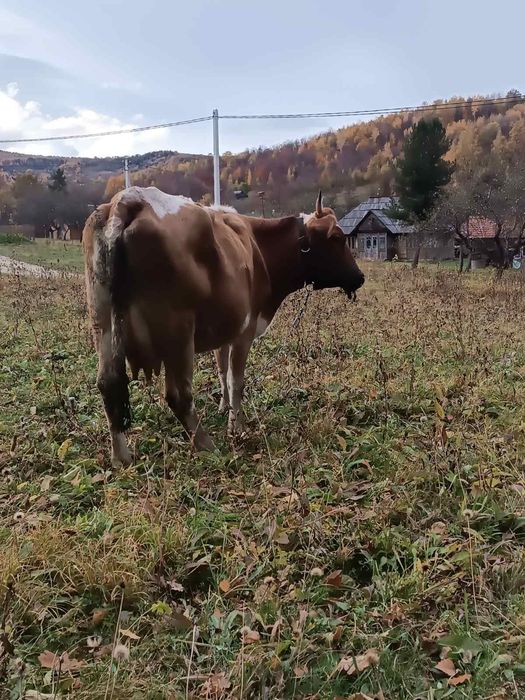 Продам добру корову
