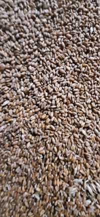 Продам пшеницю сезон 2023 по 4 грн