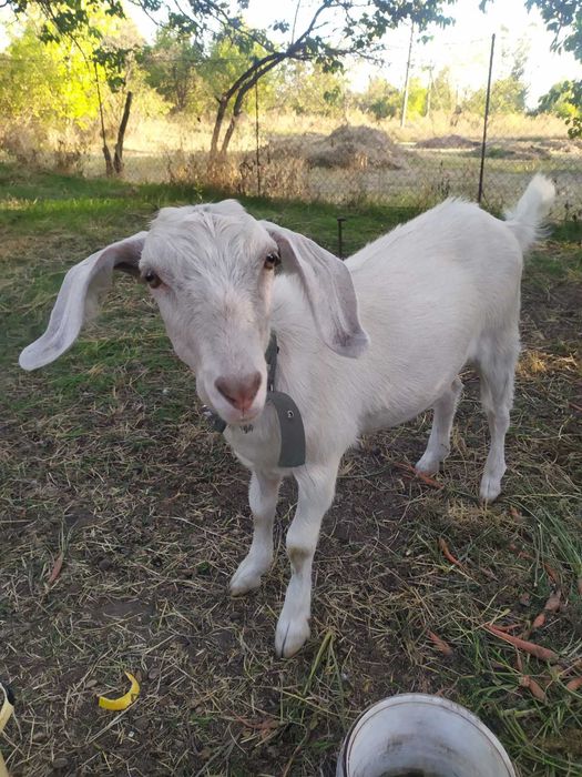 Англо-нубійка козочка 7 місяців