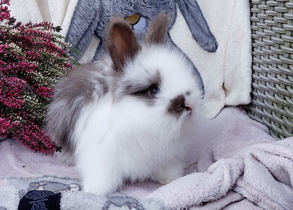 Angora angielska królik ozdobny York