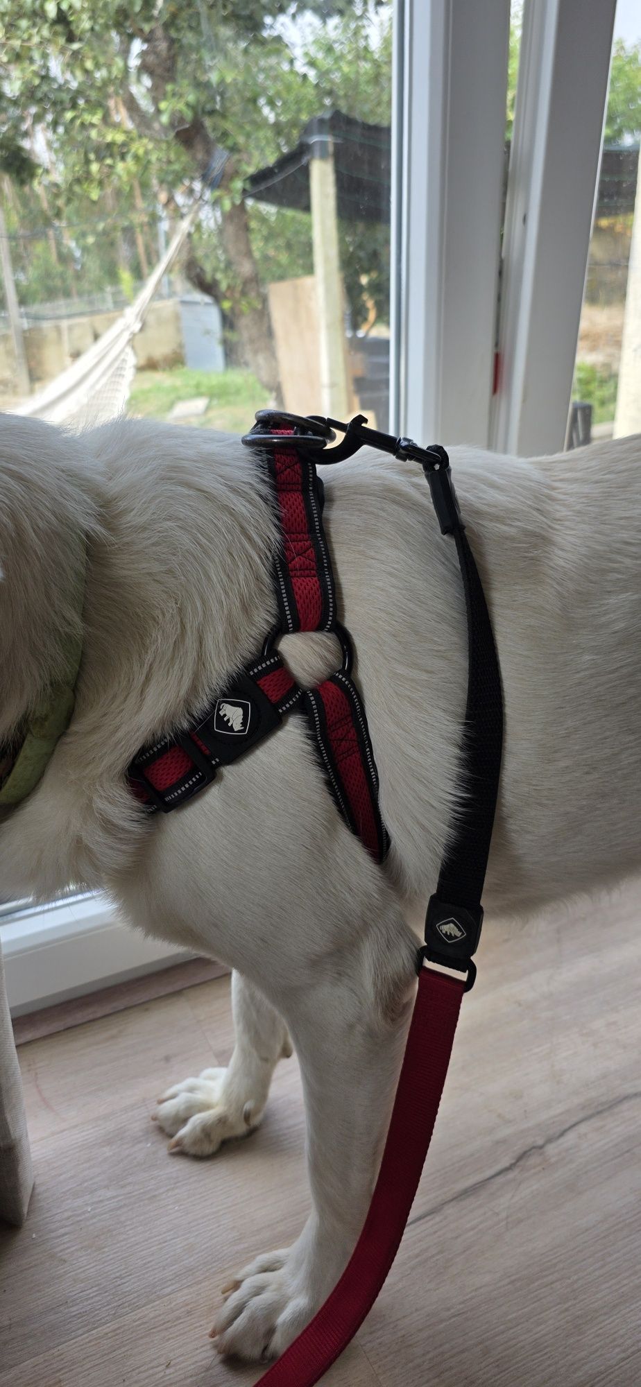 Conjunto TEK PET em 2 cores - Trela e peitoral
