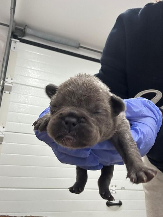 Bulldog Francês Exótico