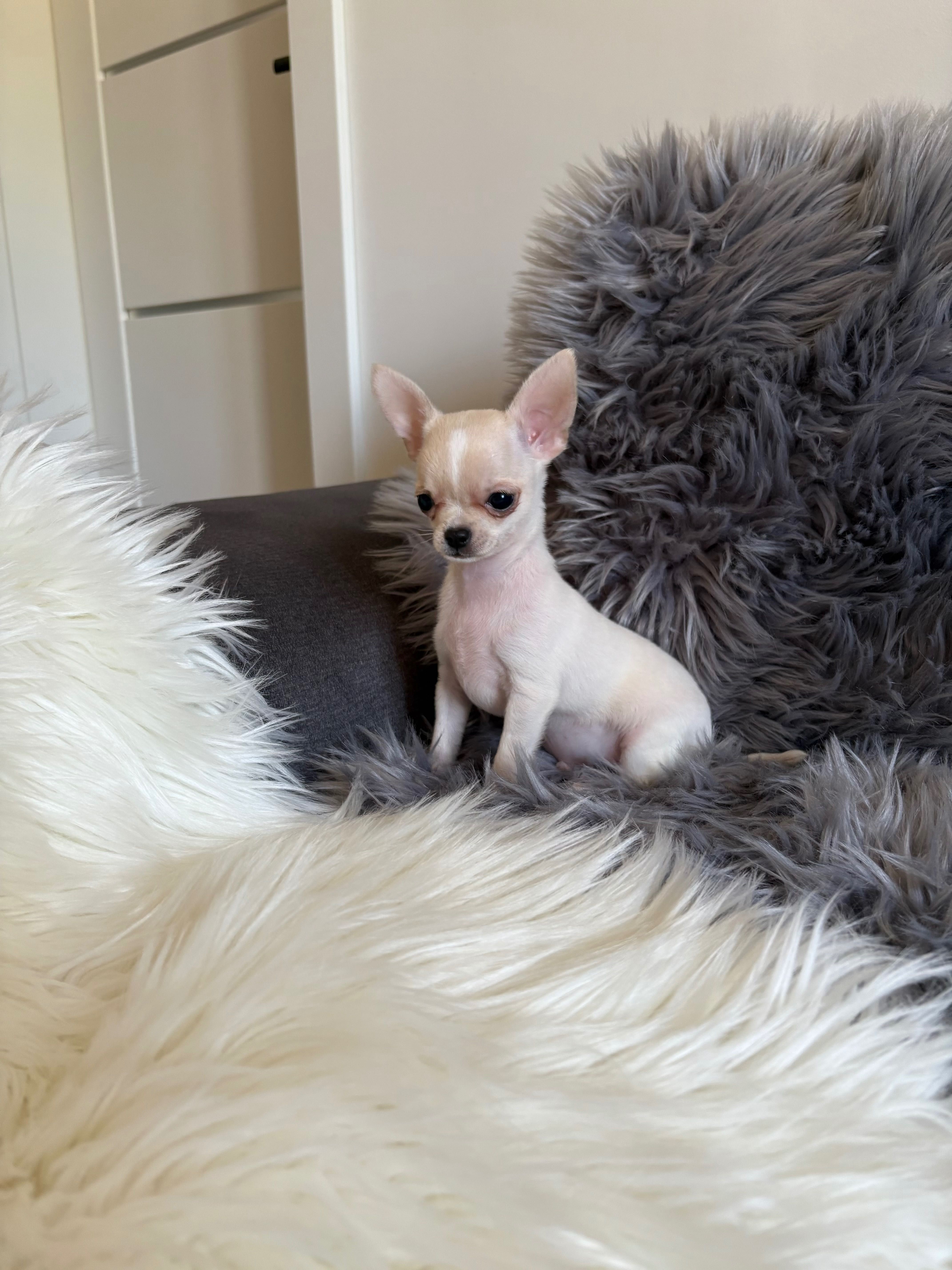 Chihuahua, mini piesek