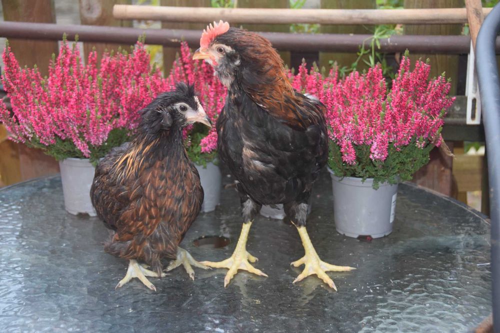 ARAUCANY - młode pary.