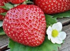 Sadzonki truskawki odmiana polka 100 sztuk