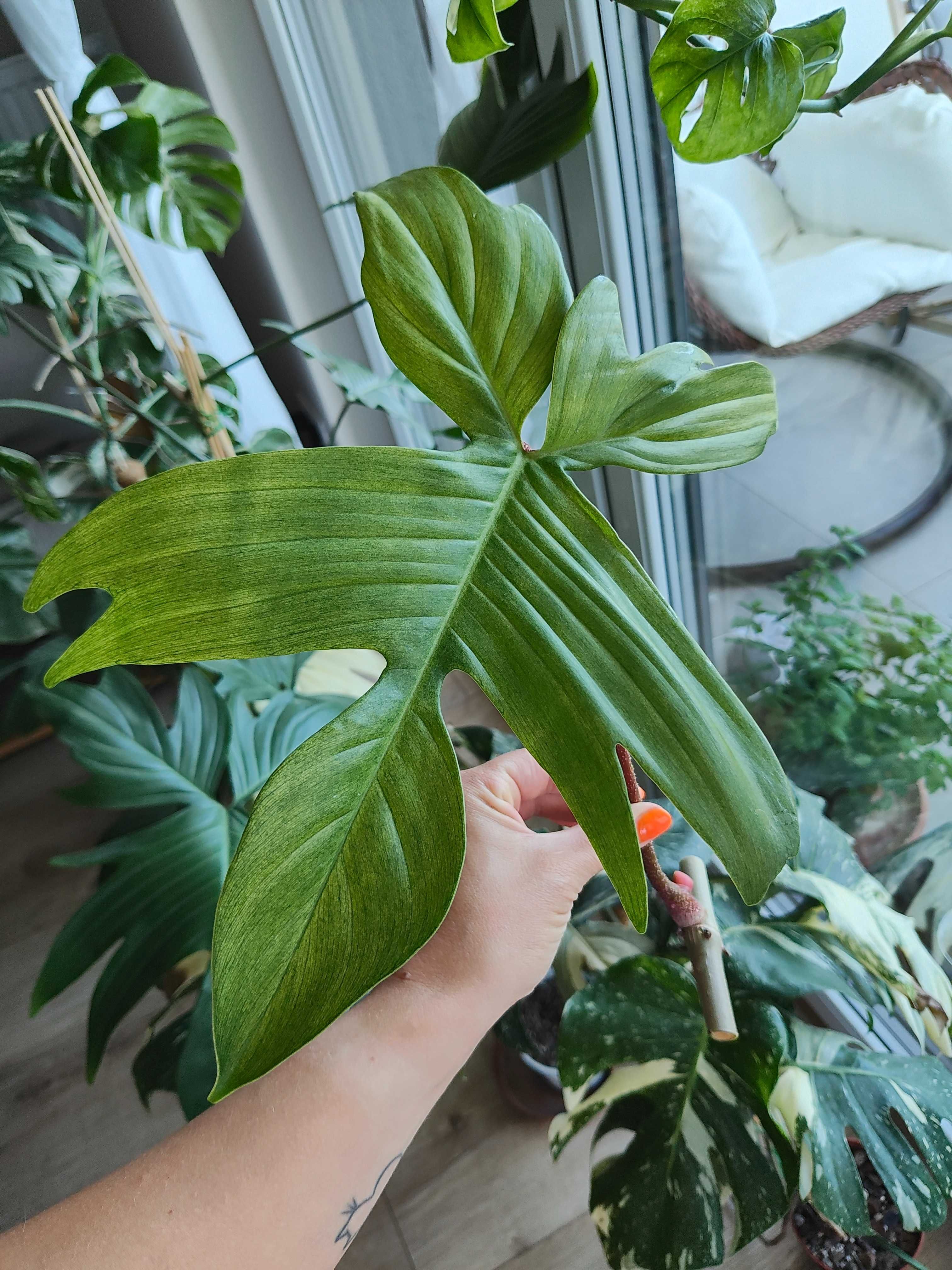 Philodendron, filodendron Florida Ghost