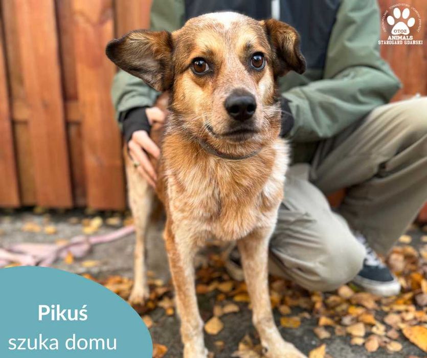 Sympatyczny Pikuś szuka kochającego domu