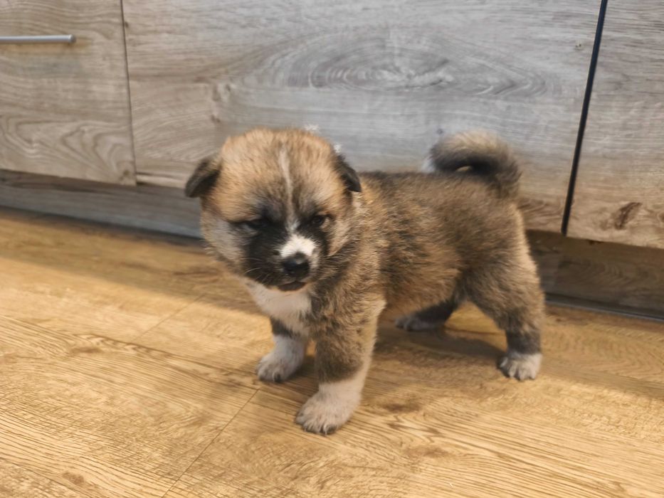 Szczeniak Akita Inu
