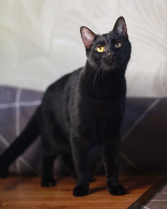 Котик шукає дім і родину