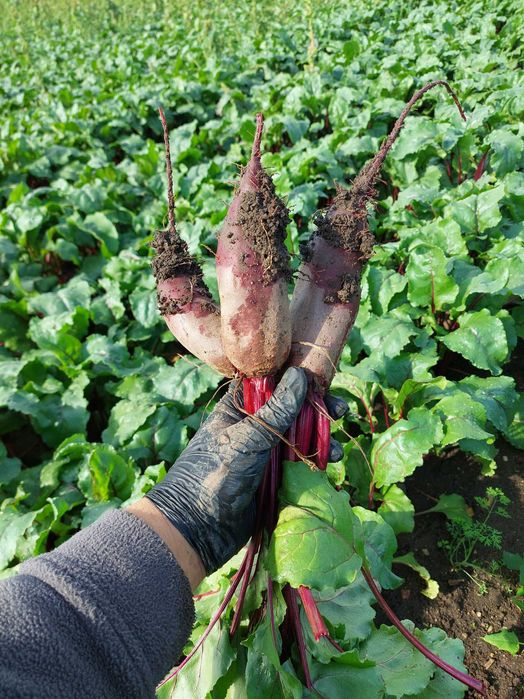 Box warzyw od rolnika