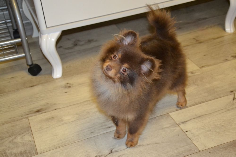 Шоколаднопідпалий хлопчик FCI КСУ