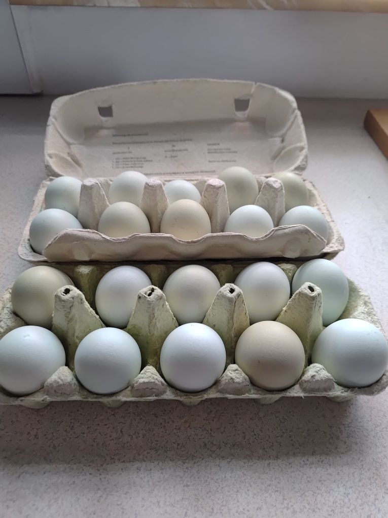 Araucana Jaja lęgowe