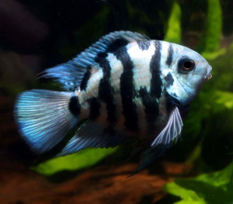 Попугай голуба панда рибка акваріумна