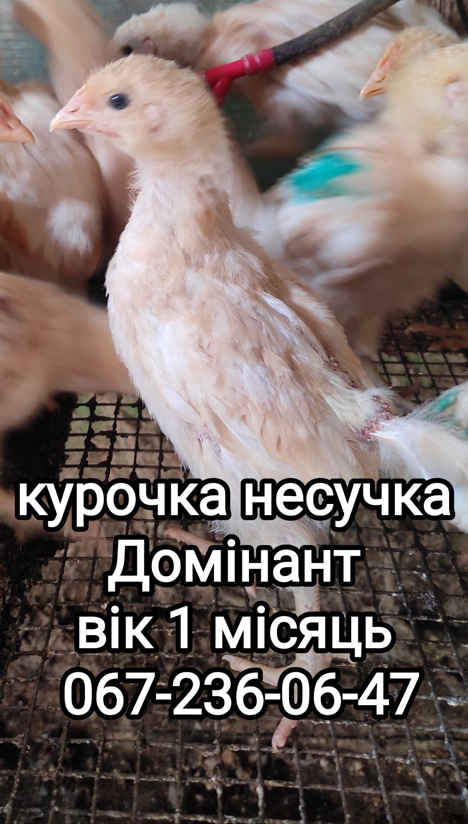 Несушка несучка курочка Домінант тільки курочка