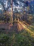 Las Sosnowy 88a, Grodziec, Opolskie