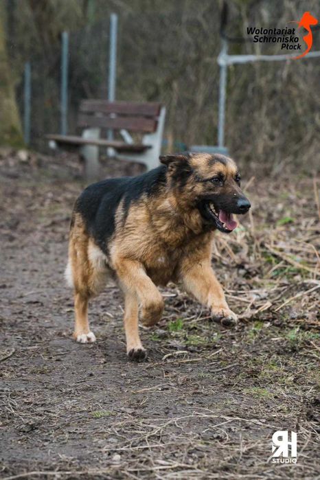 Mendi szuka kochającego domu!